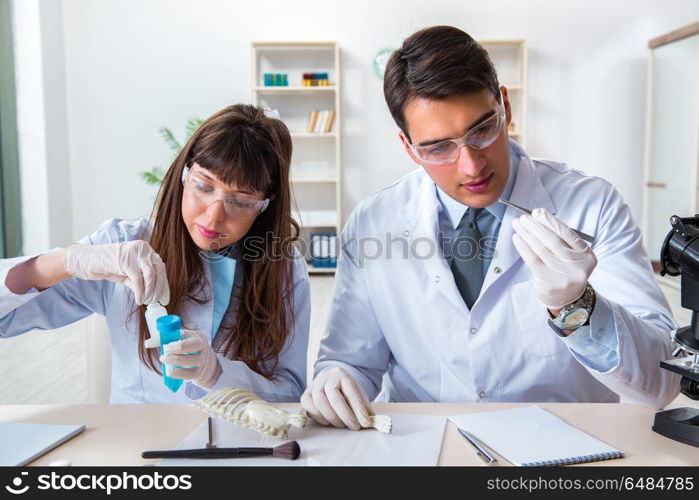 Paleontologists looking at bones of extinct animals