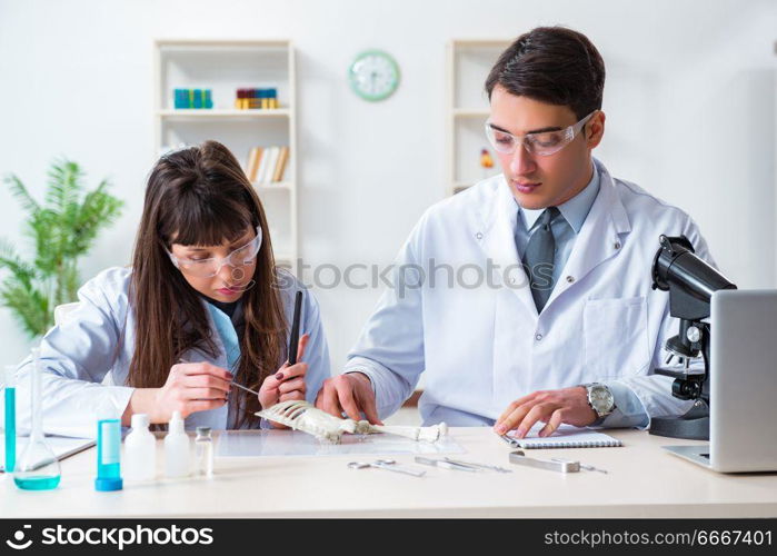 Paleontologists looking at bones of extinct animals