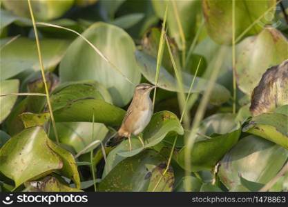 Pallas&rsquo;s grasshopper warbler, Rusty-rumped Warbler, Locustella certhiola, Maguri Beel, Tinsukia district, Upper Assam, India