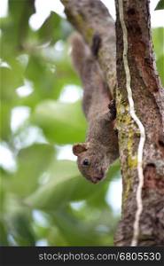 Pallas's squirrel or Red-bellied squirrel ( Callosciurus erythraeus )