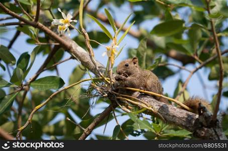 Pallas's squirrel or Red-bellied squirrel ( Callosciurus erythraeus )