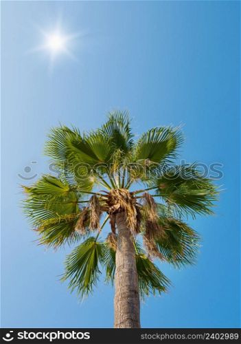 palm against the blue sky