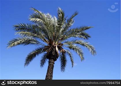 Palm against the blue sky