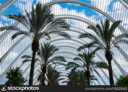 Palm alley in beautiful garden in Valencia, Spain