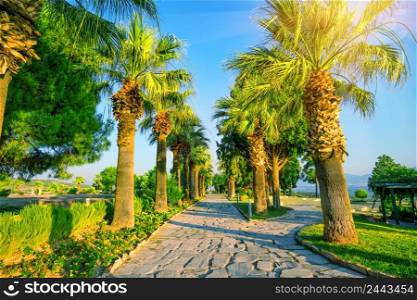 Palm alley under the bright sun. Pamukkale, Denizli, Turkey. Palm alley under the bright sun