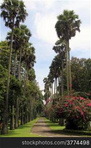 Palm alley with footpath in botanical garden Peradeniya, Sri Lanka