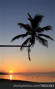 Palm and sunset on the beach in Fiji