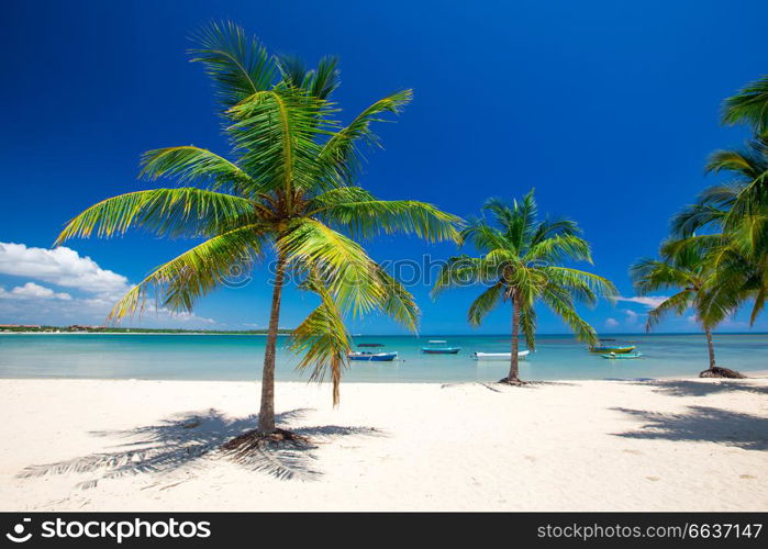 Palm and tropical beach