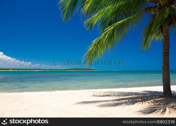 Palm and tropical beach