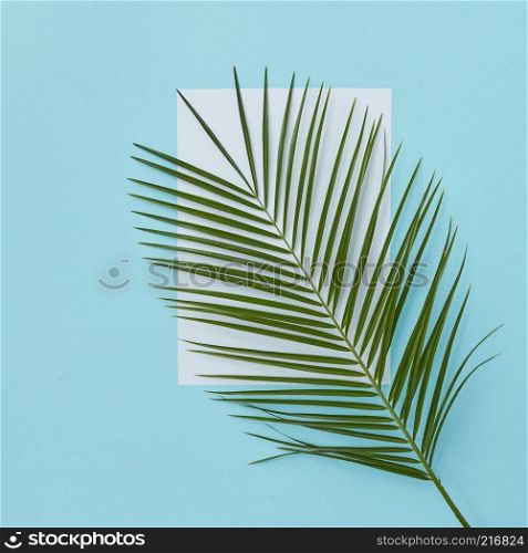 Palm branch covering empty white space on a blue background copy of space with space under the text flat lay. Palm branch covering empty space