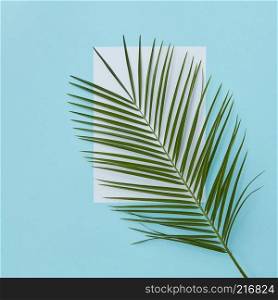 Palm branch covering empty white space on a blue background copy of space with space under the text flat lay. Palm branch covering empty space
