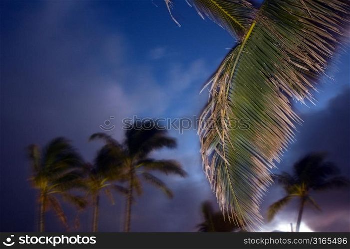 Palm Branch Curving in Wind