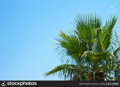 palm branches against the blue sky.