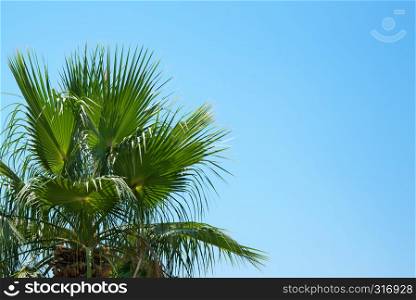 palm branches against the blue sky.