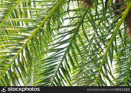 palm branches background at tropical sea on summer vacation