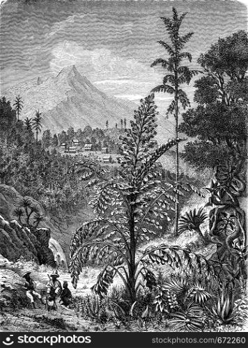 Palm caryotas, vintage engraved illustration. Le Tour du Monde, Travel Journal, (1872).