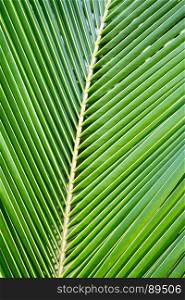 palm coconut leaves