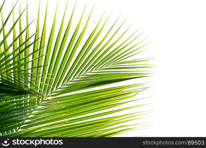 palm coconut leaves isolated on white background