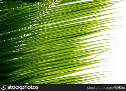 palm coconut leaves isolated on white background