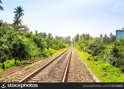 Palm forest across railway road on Ceylon. Sri Lanka travel route