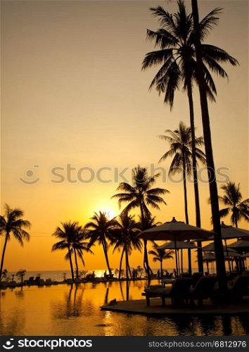 Palm forest silhouettes on sunrise