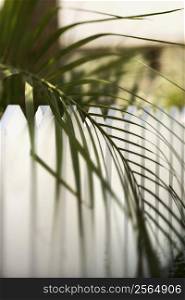 Palm frond leaf hanging over white picket fence on Bald Head Island, North Carolina.