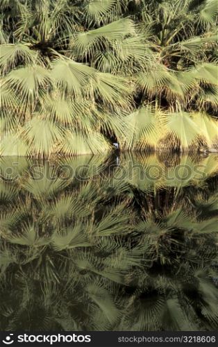 Palm Fronds Touching Clear Water