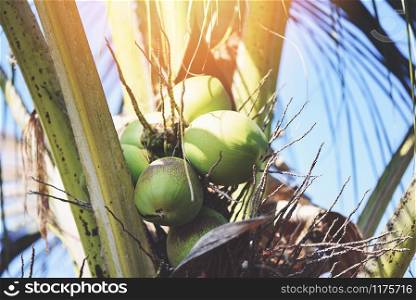 palm fruit coconut growing on the coconut tree in the summer