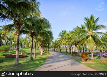 Palm garden and spring flower in the park pathway with palm tree growing and blue sky