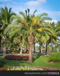 Palm garden and spring flower in the park pathway with palm tree growing and blue sky