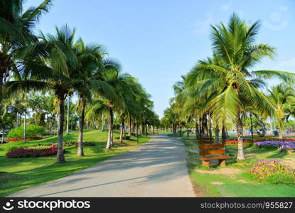 Palm garden and spring flower in the park pathway with palm tree growing and blue sky