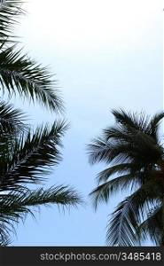 palm green foliage in blue sky
