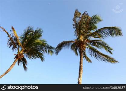 palm green foliage in blue sky