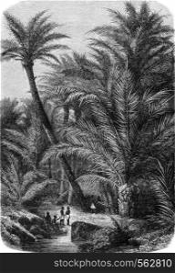 Palm group, vintage engraved illustration. Magasin Pittoresque 1869.