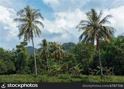Palm grove in the tropics