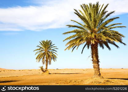 palm in the desert oasi morocco sahara africa dune