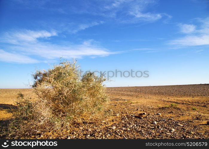 palm in the desert oasi morocco sahara africa dune