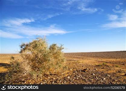 palm in the desert oasi morocco sahara africa dune