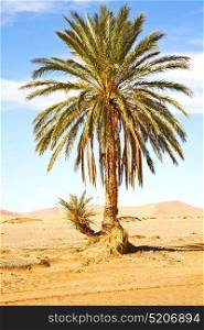 palm in the desert oasi morocco sahara africa dune