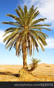 palm in the desert oasi morocco sahara africa dune