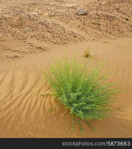 palm in the desert oasi morocco sahara africa dune