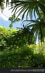 palm in tropical jungle, vegetation detail. Palm in tropical jungle