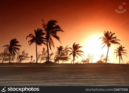 palm in yellow sunrise sky