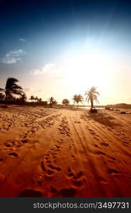 palm in yellow sunrise sky