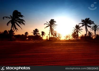 palm in yellow sunrise sky