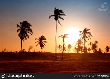 palm in yellow sunrise sky
