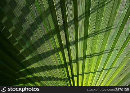 Palm leaf background.