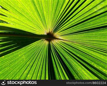 palm leaf background with sunlight