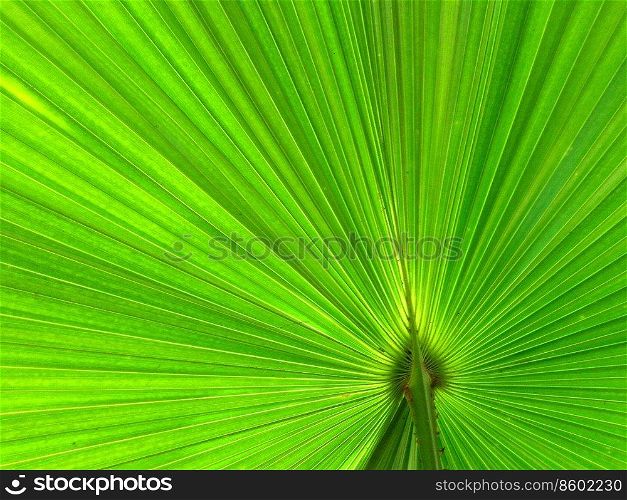 palm leaf background with sunlight