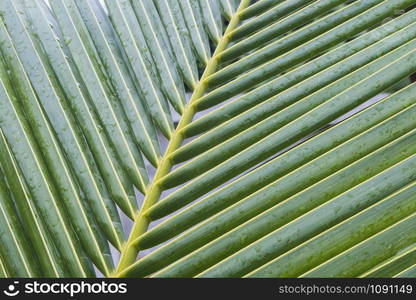 palm leaf close up